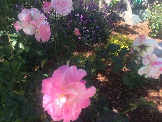 Five Favorites | Glitter & Grace Blog