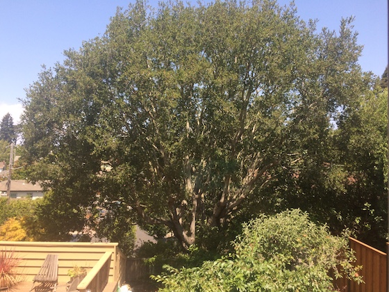 Five Favorites | Glitter & Grace Blog