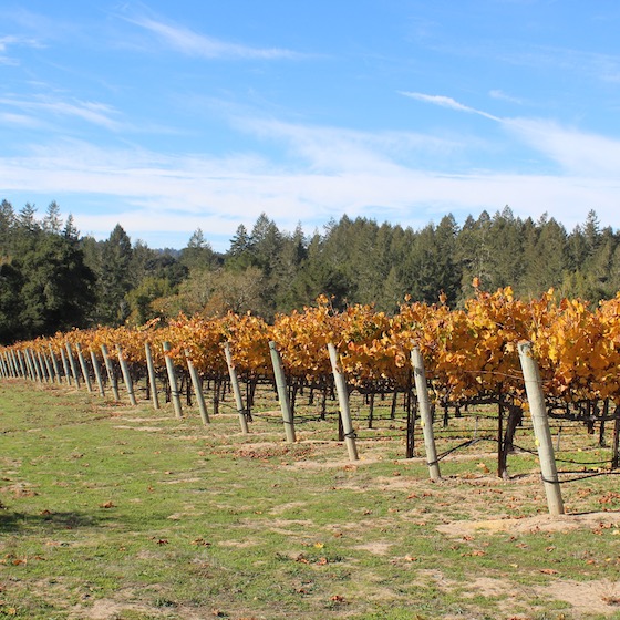 Five Favorites | Glitter & Grace Blog